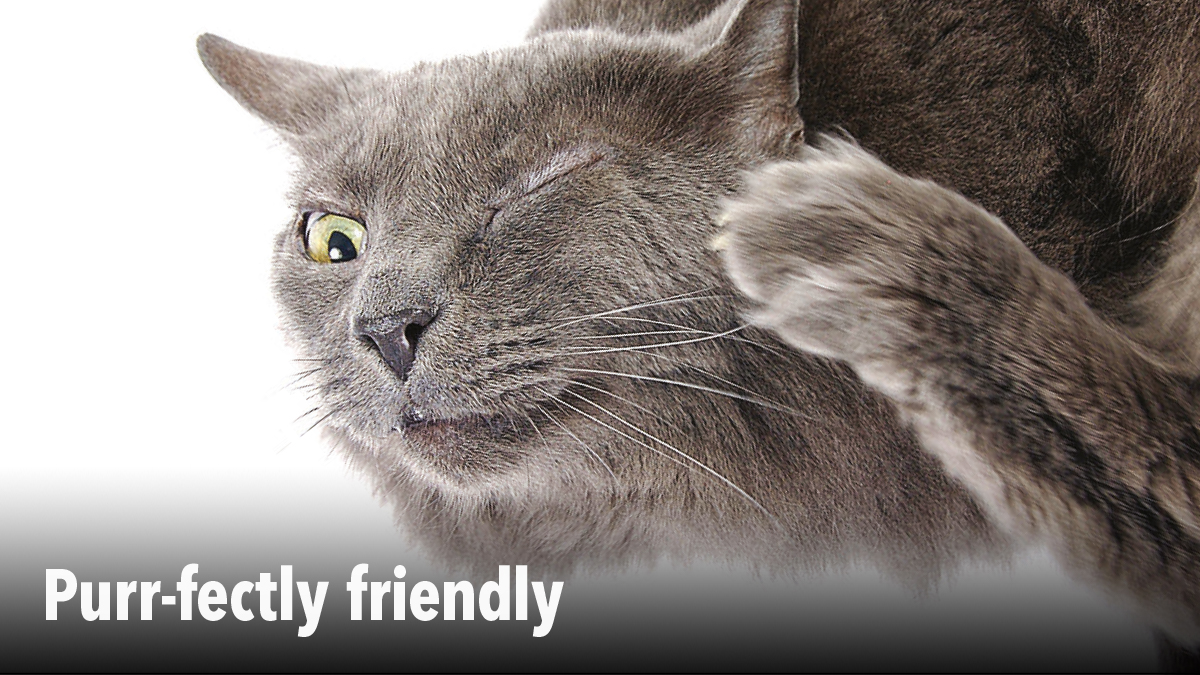 Fleas and making friends in PPC magazine Fleas and making friends in PPC magazine